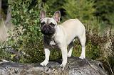 BOULEDOGUE FRANCAIS 757